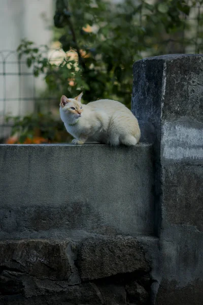 通りの石塀の上に猫が座っている — ストック写真
