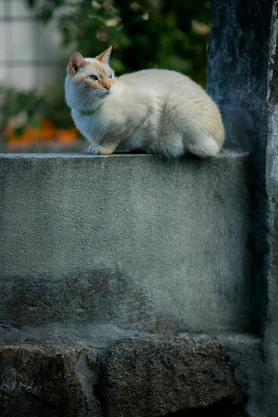 Gato Senta Uma Cerca Pedra Rua — Fotografia de Stock