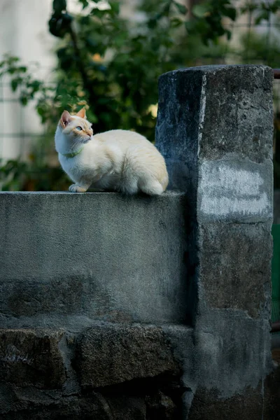一只家猫正坐在街上的石墙上 — 图库照片
