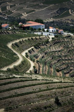 Portekiz, Douro Vadisi 'nin üzüm bağlarının manzarası.