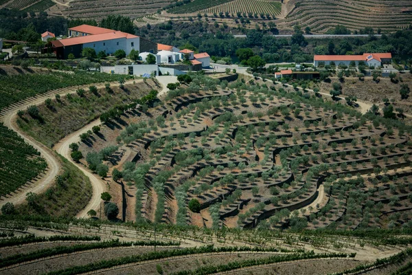 Прекрасний Краєвид Схилів Долини Дору Португалія — стокове фото
