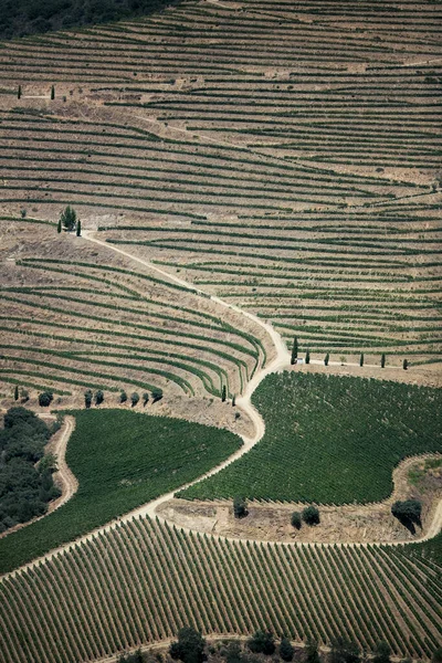 葡萄牙杜罗谷地葡萄园斜坡的迷人景色 — 图库照片