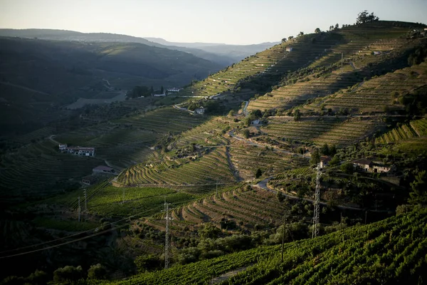 Vue Sur Les Coteaux Vignoble Dans Vallée Douro Portugal — Photo