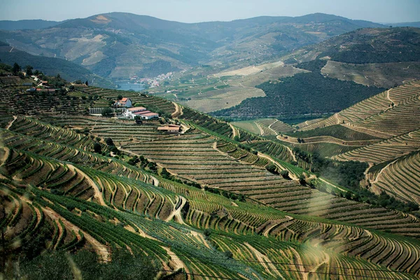 Вид Ландшафт Виноградниками Долине Дору Португалии — стоковое фото