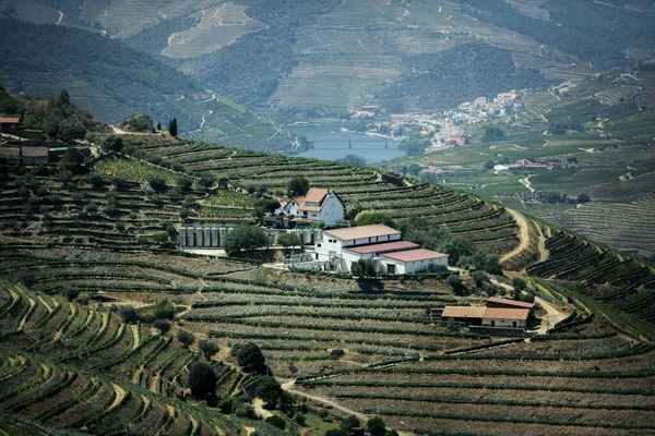 Пейзаж Виноградниками Недалеко Города Пиньяо Долина Дору Португалия — стоковое фото