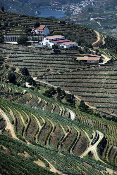 Άποψη Τοπίου Αμπελώνες Κοντά Στην Πόλη Pinhao Douro Valley Στην — Φωτογραφία Αρχείου