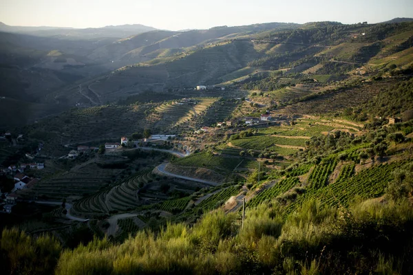 葡萄牙多罗谷地梯田的全景 — 图库照片