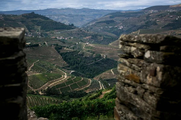 Panoramablick Auf Das Magische Douro Tal Endlose Reihen Von Weinbergen — Stockfoto