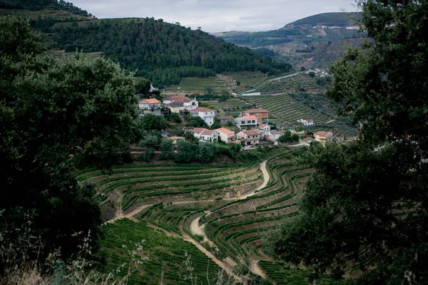 Blick Auf Die Terrassenförmigen Weinberge Und Das Kleine Dorf Douro — Stockfoto
