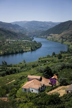 Portekiz 'in Douro Vadisi' ndeki Pinhao kasabasının kıyısında üzüm bağları olan Douro Nehri manzarası..