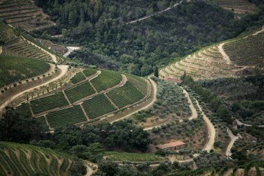 Portekiz 'deki Douro Vadisi' nin düz üzüm bağlarının manzarası..