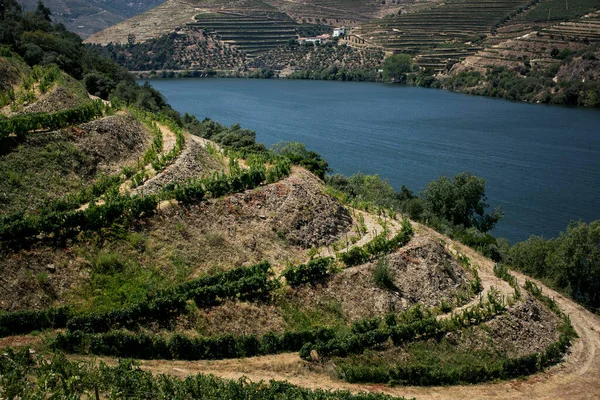 Вид Річку Дору Виноградниками Долина Дору Португалія — стокове фото