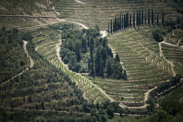 Вид Виноградники Долине Доуро Португалия — стоковое фото