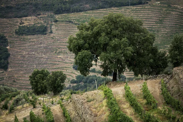 Вид Природу Виноградники Долини Дору Португалії — стокове фото
