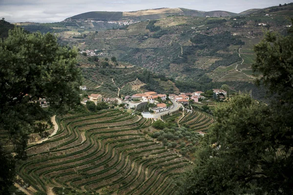Utsikt Landskap Med Vingårder Nær Byen Pinhao Douro Dalen Portugal – stockfoto