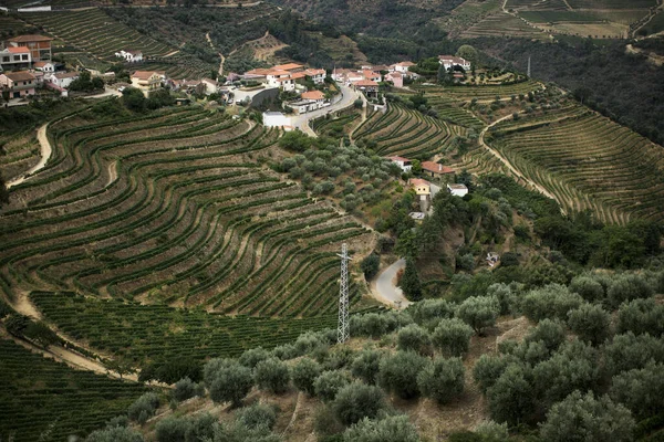Ein Blick Auf Das Natürliche Weinbaumuster Des Douro Tals Portugal — Stockfoto