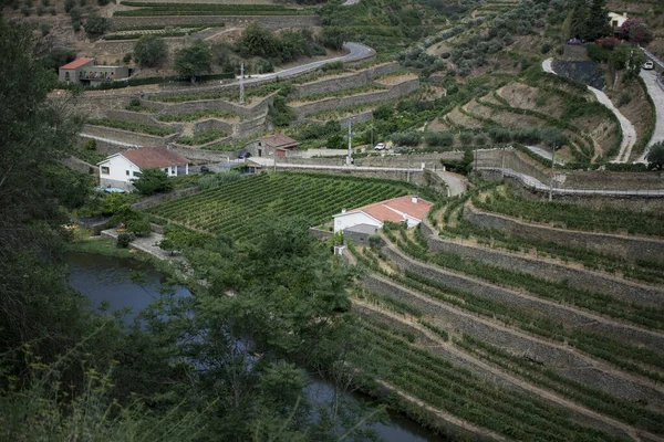 Veduta Dei Vigneti Vicino Alla Città Pinhao Valle Del Douro — Foto Stock
