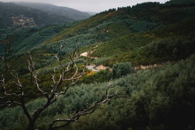 Portekiz, Serra da Estrela eteklerinde yeşil bir yamaçta dolambaçlı bir yol..