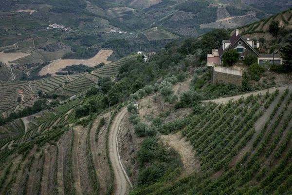Вид Виноградники Долины Доуро Португалия — стоковое фото