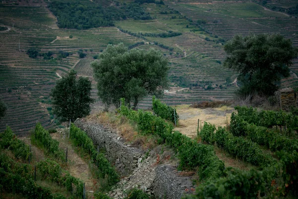 Вид Зеленые Виноградники Долины Дору Порту Португалия — стоковое фото