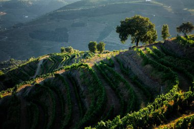 Portekiz 'deki Douro Vadisi' nde üzüm bağları olan yeşil bir yamaç manzarası.