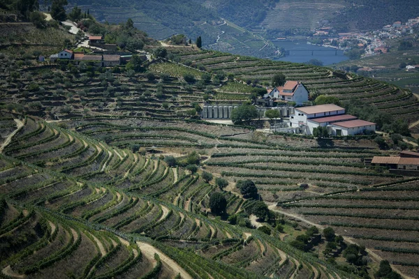 Von Weinbergen Übersäte Hänge Der Nähe Von Pinhao Douro Tal — Stockfoto