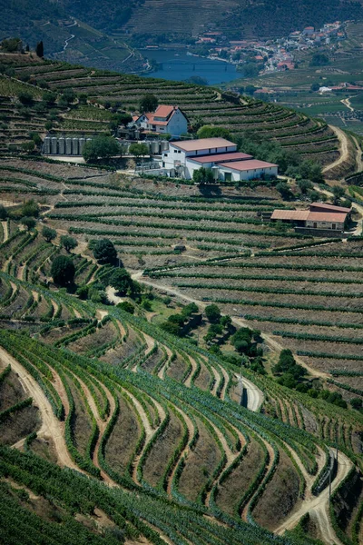 Weinberge Der Nähe Von Pinhao Douro Tal Portugal — Stockfoto