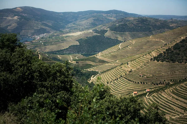 Склоны Виноградниками Долине Дору Португалия — стоковое фото