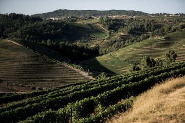 Portekiz, Douro Vadisi 'nin üzüm bağlarının manzarası..