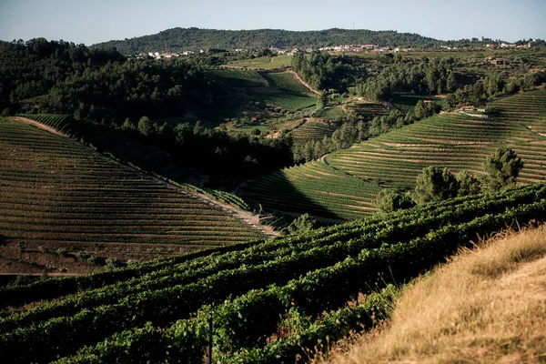 Pohled Vinice Údolí Douro Portugalsko — Stock fotografie