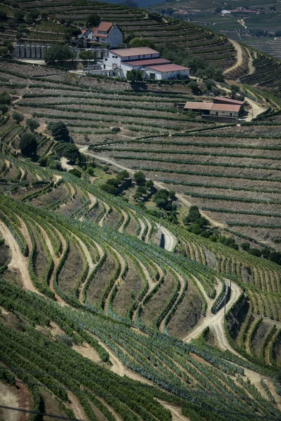 Vineyards near Pinhao, Douro Valley, Portugal.