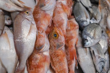 Pazarda çeşitli okyanus balıkları var. Deniz ürünleri..