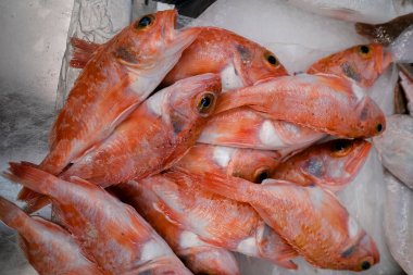 Markette kırmızı renkli Atlantik balığı.