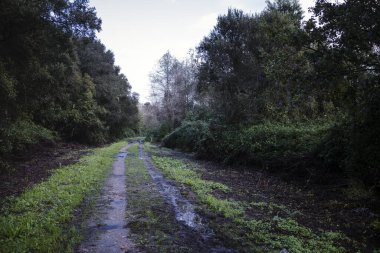 Yağmur fırtınasından sonra sonbahar ormanlarında toprak bir yol..