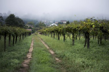 İspanya 'da küçük bir Galiçya köyündeki üzüm bağları. 