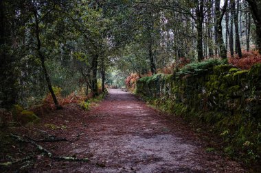 Camino de Santiago ya da St. James Yolu 'ndaki sonbahar ormanından geçen bir yol.. 