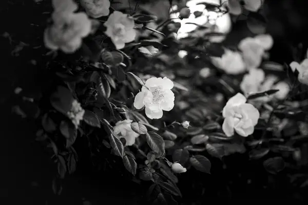 Memorial Rose.  Black and white photo.