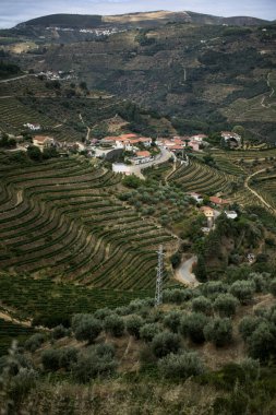 Douro Vadisi Bağları, Portekiz.