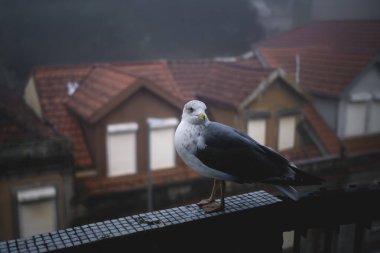 A seagull sits on a balcony in foggy weather.