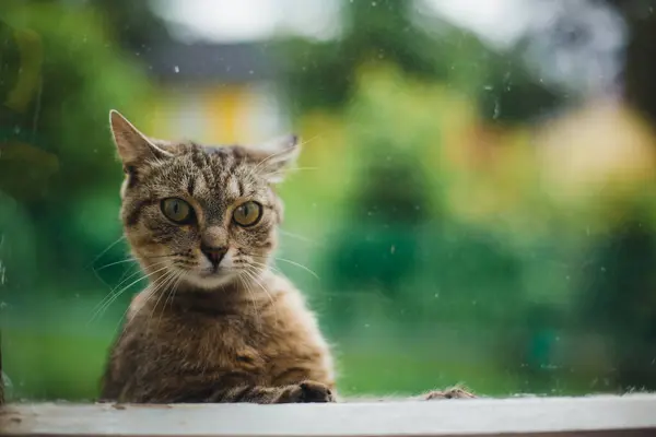一只猫透过窗户的玻璃注视着 图库图片