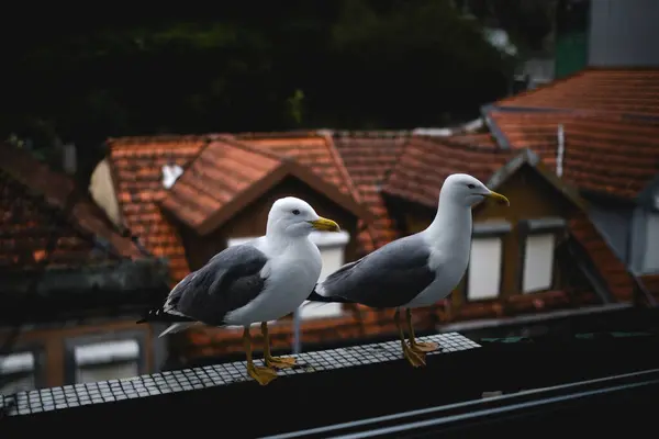 발코니에 Seagulls 스톡 사진