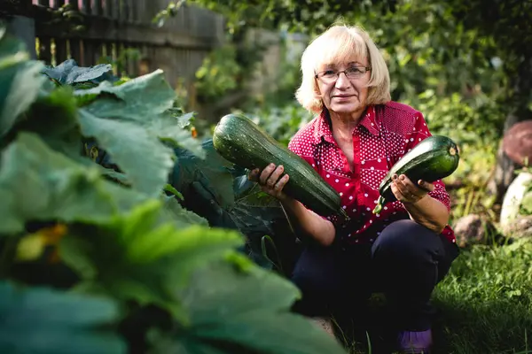 Στον Κήπο Γυναίκα Κρατάει Φρέσκα Κολοκυθάκια Χαμόγελό Της Ακτινοβολεί Ικανοποίηση Φωτογραφία Αρχείου