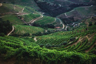 Portekiz, Douro Vadisi 'ndeki teraslı üzüm bağlarının çarpıcı manzarası..
