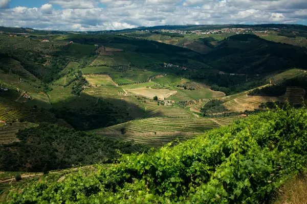 stock image A breathtaking panorama of the Douro Valley vineyards in Portugal showcases rolling hills lined with lush grapevines under a clear, sunny sky. 