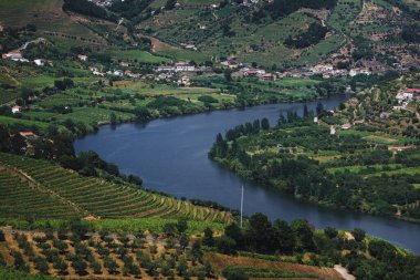 Douro Nehri 'nin kıvrımlarına bakan tepelerdeki villalar ve üzüm bağları. Portekiz.