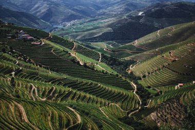 Portekiz 'in Douro Vadisi tepelerinde yeşil üzüm bağları var..