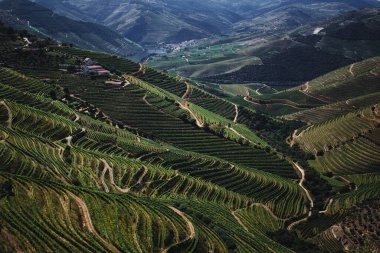 Kuzey Portekiz, Douro Vadisi 'ndeki üzüm bağlarının muhteşem manzarası..
