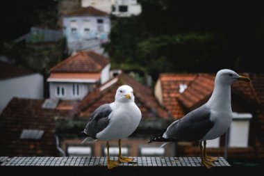 Martılar eski bir kasabadaki bir evin balkonuna tünemişler, çatılara bakıyorlar..