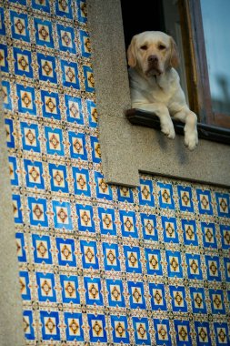 Bir köpek tipik bir Portekiz evinin penceresinden dışarı bakar. Azulejos 'larla süslenir. Meraklı bakışları sahneye cazibe katar..