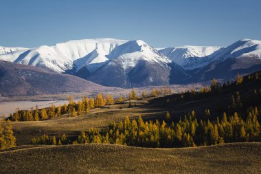 Sonbaharda Kuzey Chuya Sırtı, Altai Cumhuriyeti, Rusya.